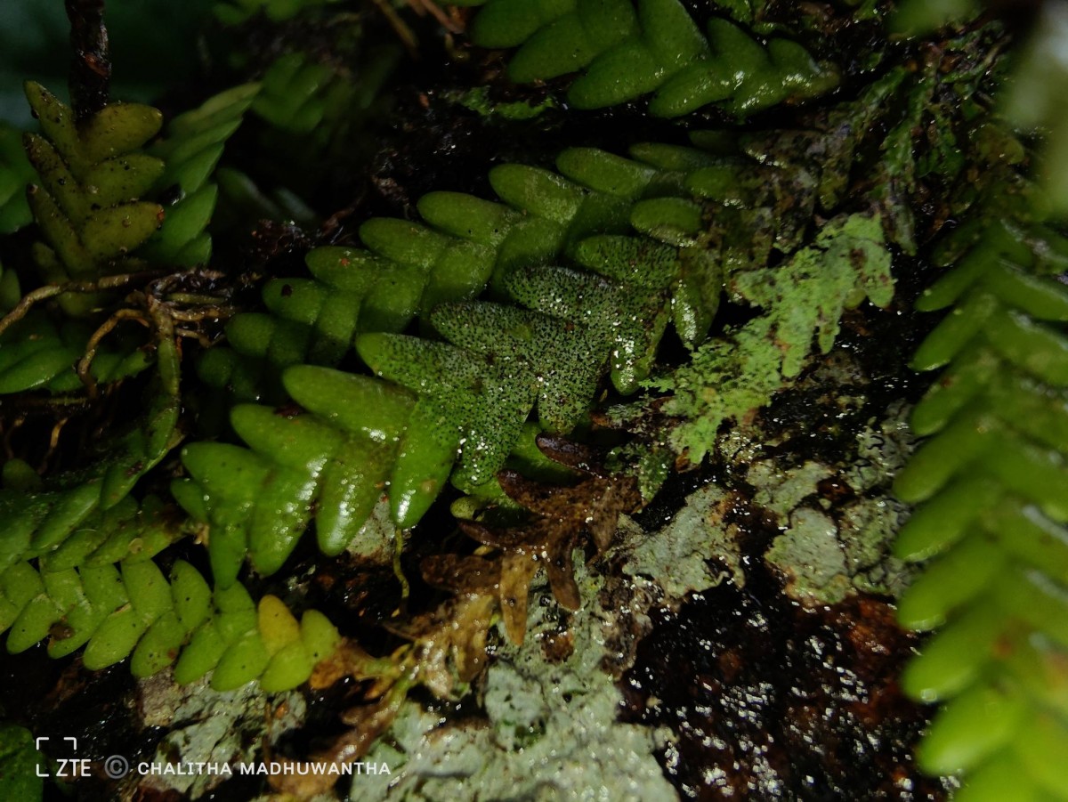 Podochilus saxatilis Lindl.